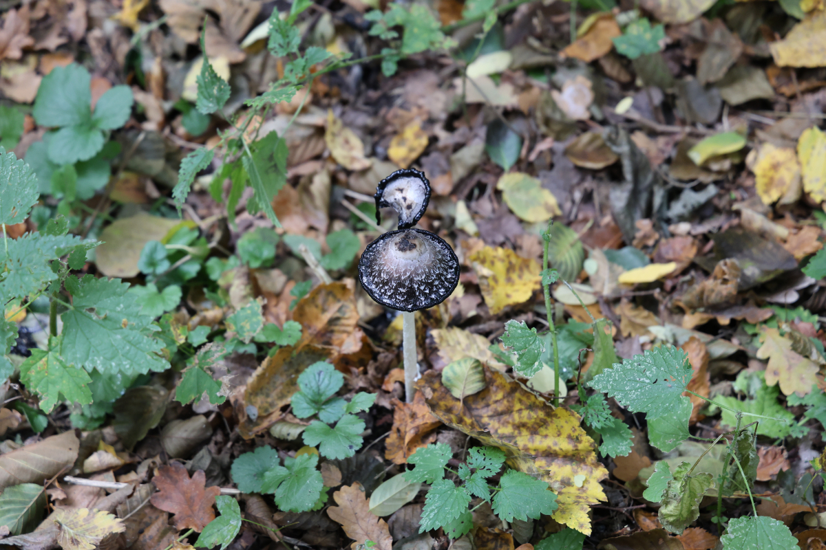 Pilz im Wald