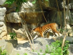 Sibirischer Tiger
