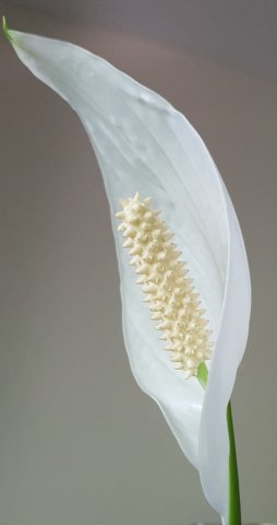 Blüte einer Zwerg-Blattfahne