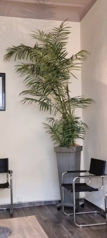 Mexikanische Bergpalme