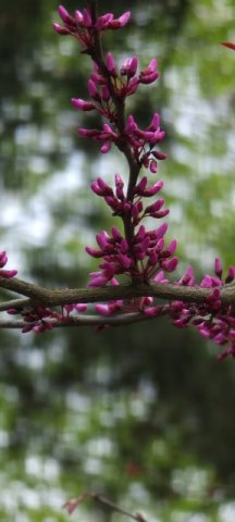 Chinesische Rotknospe