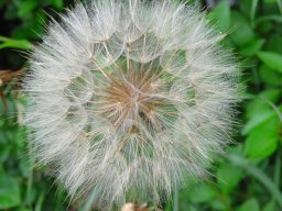 Pusteblume