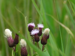Ackerkratzdistel