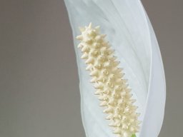Blüte einer Zwerg-Blattfahne