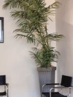 Mexikanische Bergpalme
