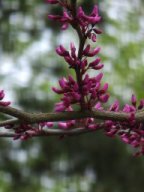 Chinesische Rotknospe