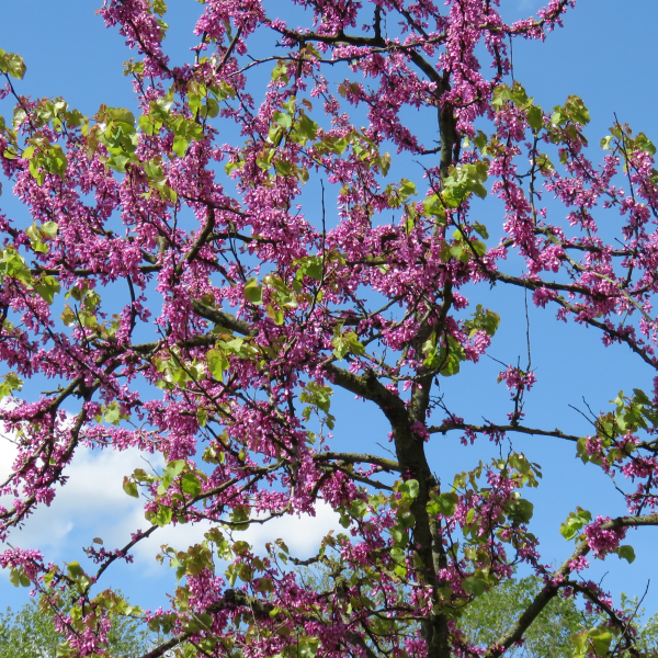 Baum in Blüte