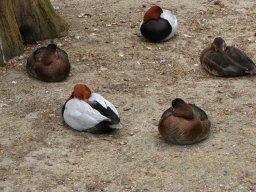 Zoo und Tierpark