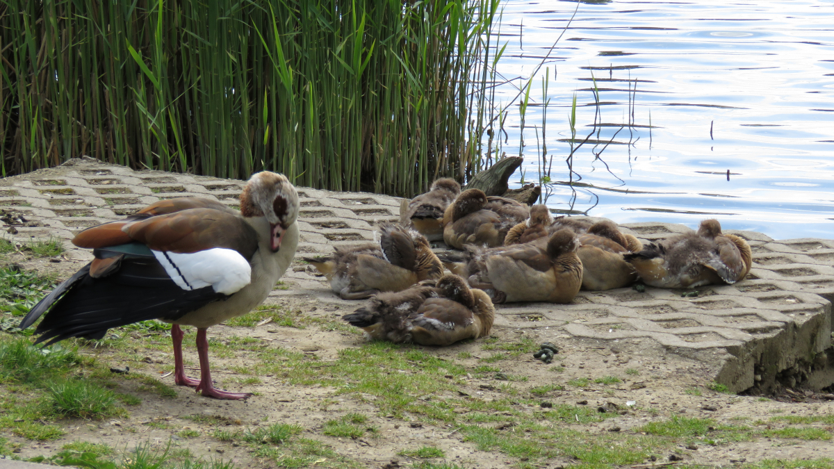 Gänsefamilie