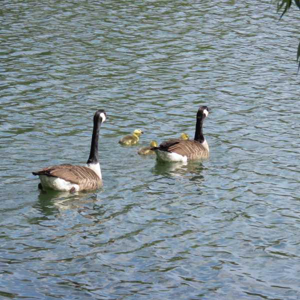 Kanadagänse beim Familienausflug