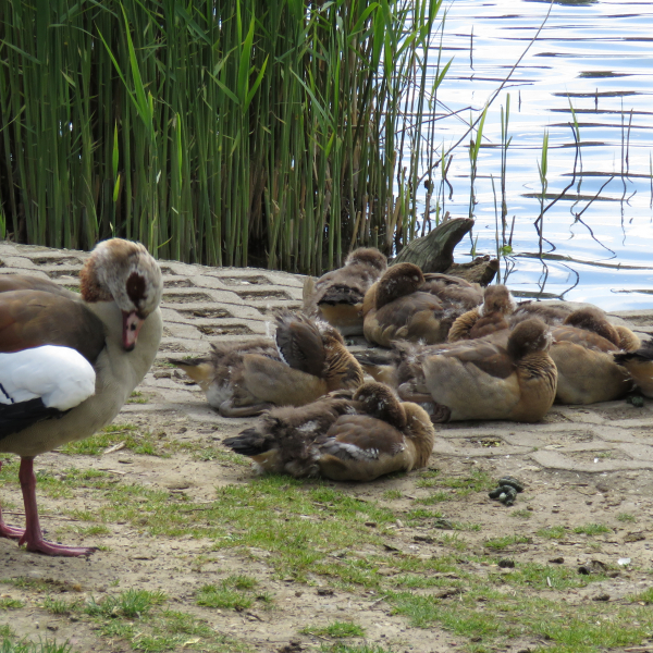 Gänsefamilie