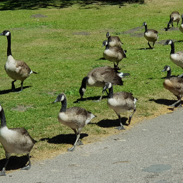 Gänseausflug